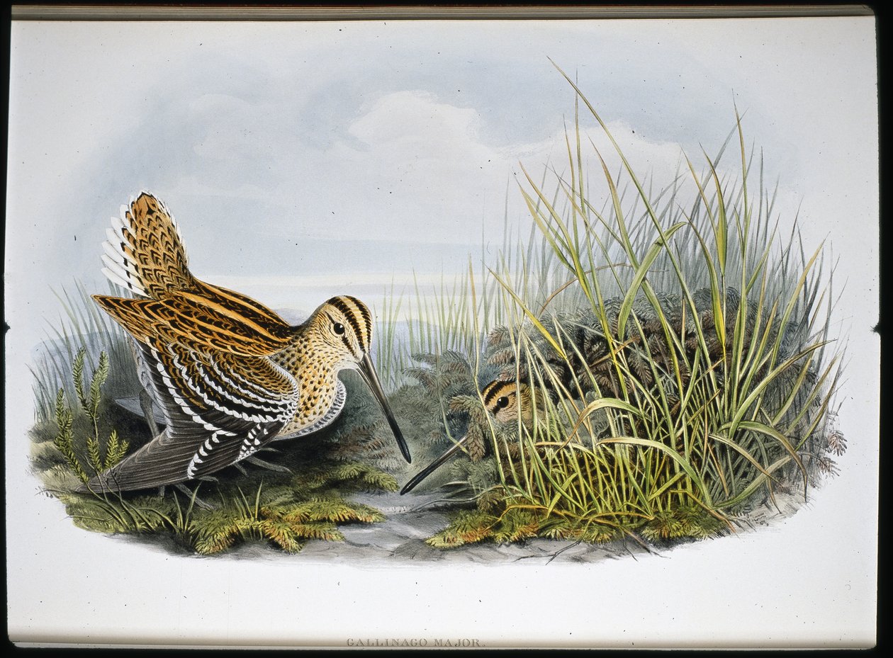 Stor snipa (Gallinaco Major) (handfärgad litho) av John (after) Gould