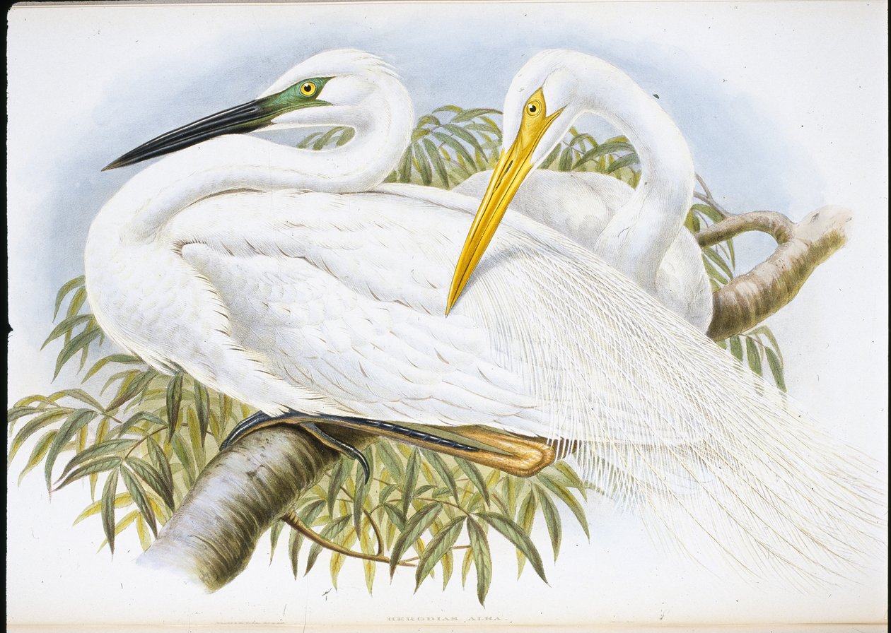 Stor vit häger (Herodias Alba) (handfärgad litho) av John (after) Gould