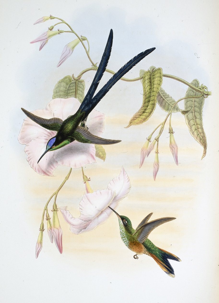Stor gaffelstjärtad kolibri (Hylonymphia Macrocerca) (handfärgad litho) av John (after) Gould