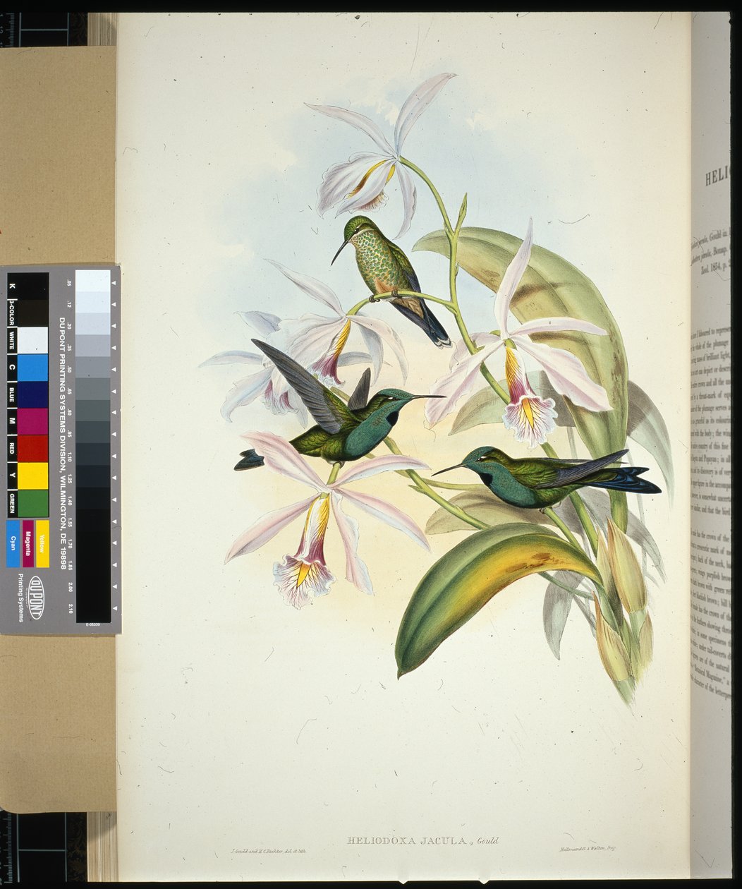 Grönkrönt briljant (heliodoxa jacula) (handfärgad litho) av John (after) Gould