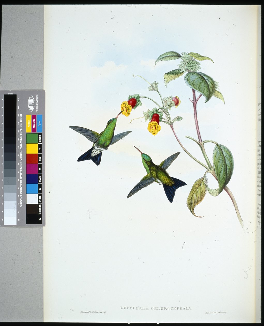 Grönhövdad safir (eucephala chlorocephela) (handfärgad litho) av John (after) Gould