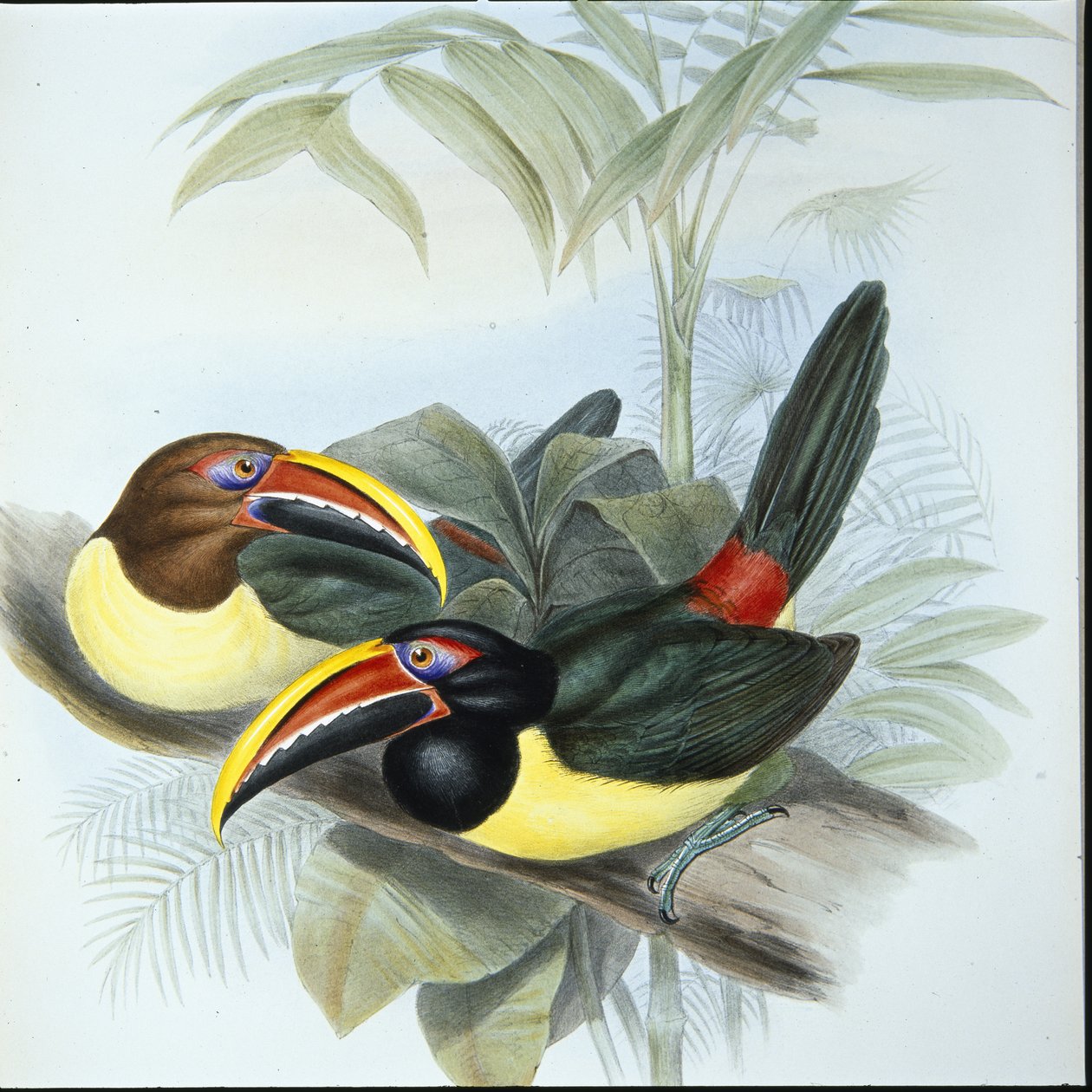 Grön Aracari (Pteroglossus Viridis) (handfärgad litho) av John (after) Gould