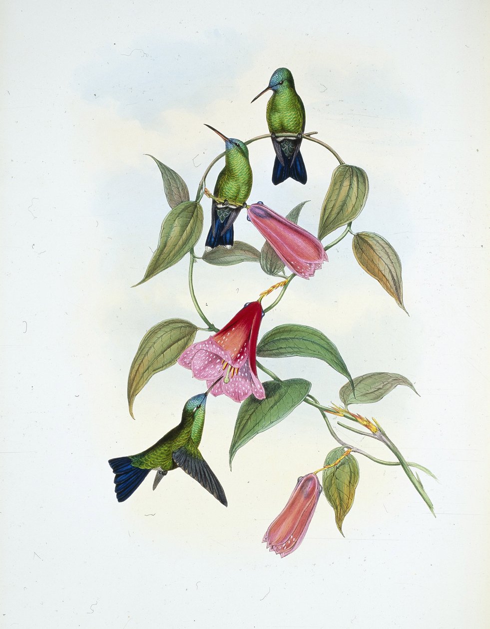 Grön och blå safir (eucephala smaragdocaerulea) (handfärgad litho) av John (after) Gould