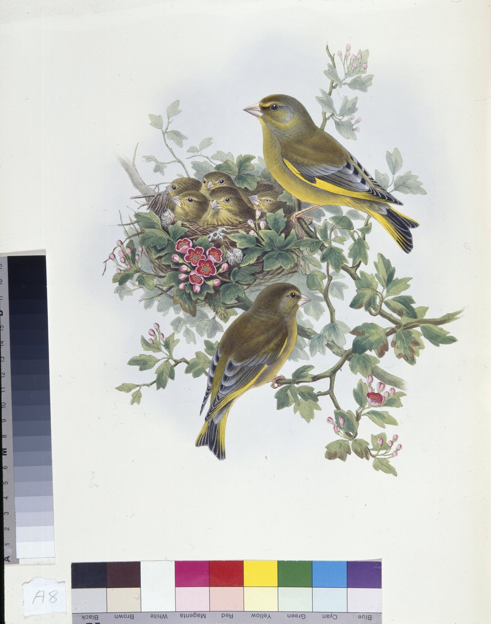 Grönfink (Ligurinus chloris) (handkolorerad litho) av John (after) Gould