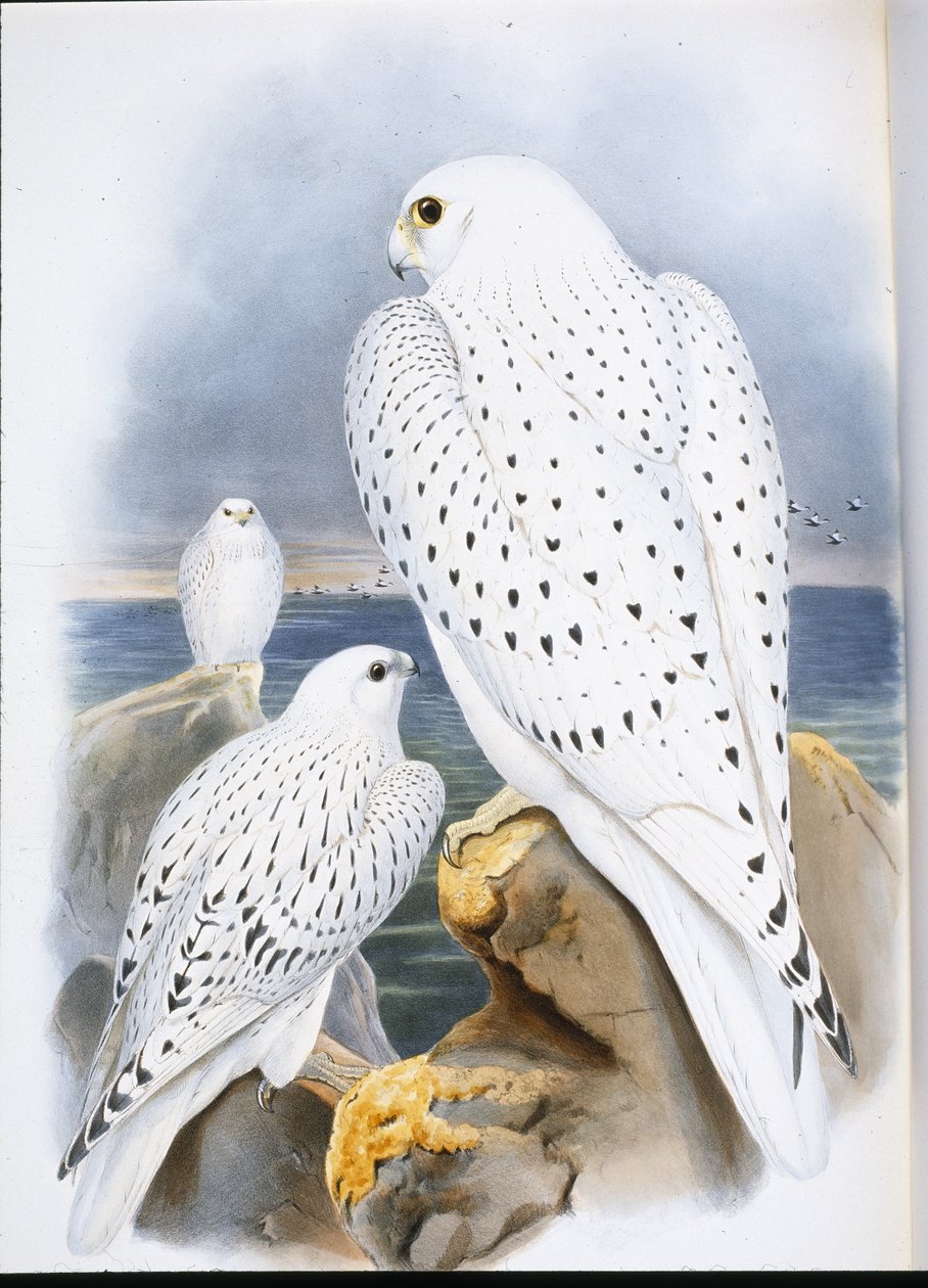 Grönlandsfalk (Falco Candicans) (handfärgad litho) av John (after) Gould