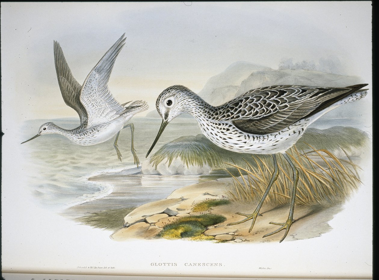 Greenshank (Glottis Canescens) (handfärgad litho) av John (after) Gould
