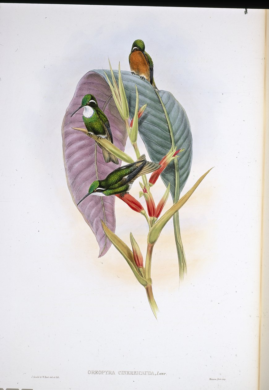 Gråstjärtad kolibri (Oreopyra Cinerea Cauda) (handfärgad litho) av John (after) Gould