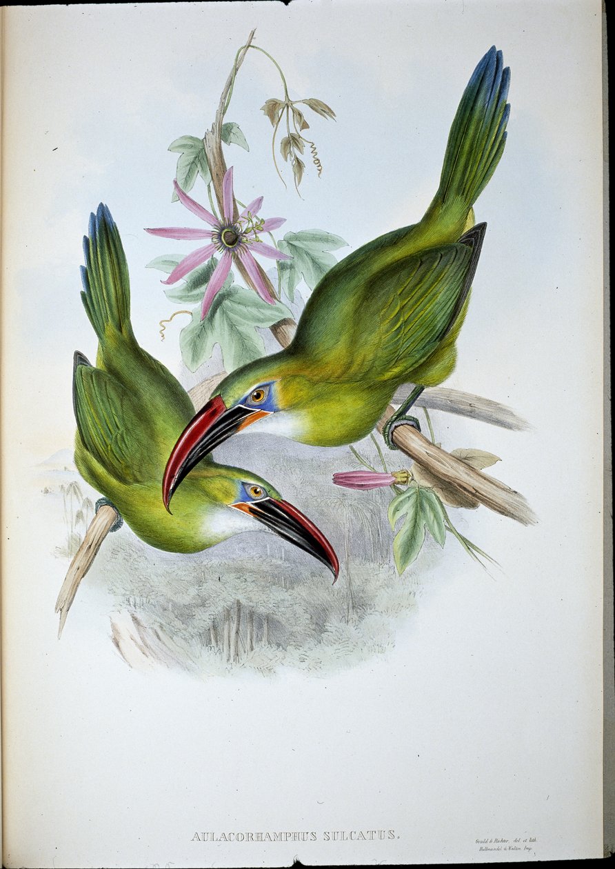 Groove-Bill Toucan (Aulacorhamphus Sulcatus) (handfärgad litho) av John (after) Gould