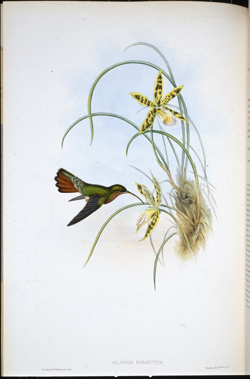 Hårig eremit (Glaucis Hirsutus) (handfärgad litho) av John (after) Gould