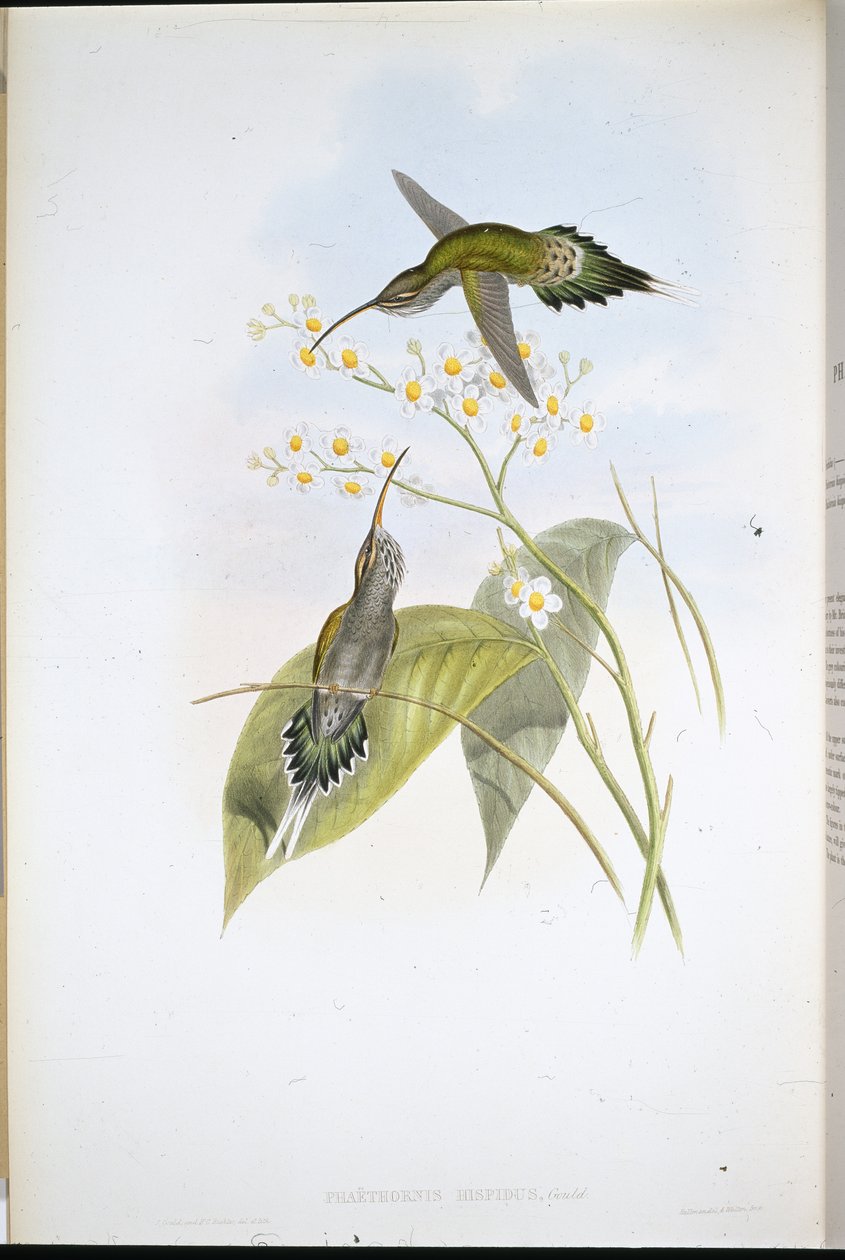 Hårig eremit (Phaethornis Hispidus) (handfärgad litho) av John (after) Gould