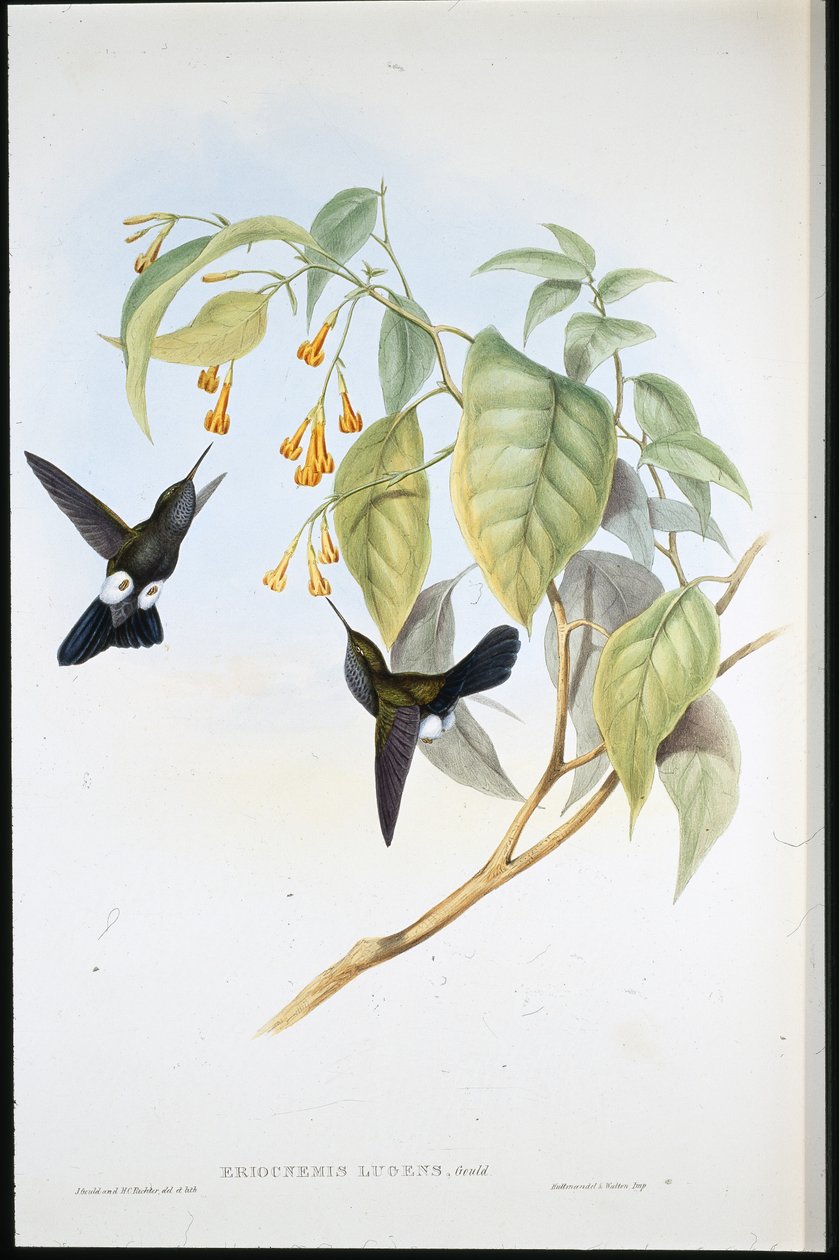 Hoary Puff-leg (Eriocnemis Lugens) (handfärgad litho) av John (after) Gould