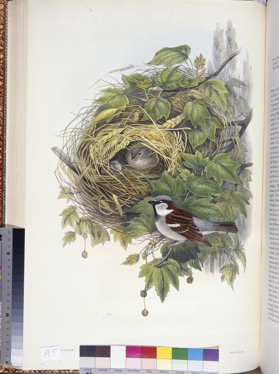 Hussparv (Passer domesticus) (handfärgad litho) av John (after) Gould