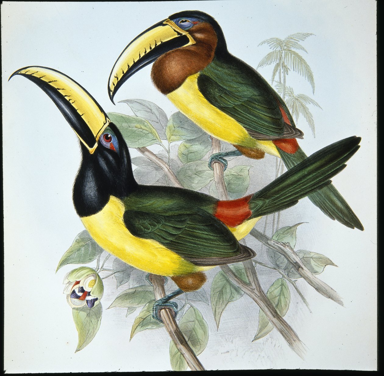 Humboldts Aracari (Pteroglossus Humboldti) (handfärgad litho) av John (after) Gould