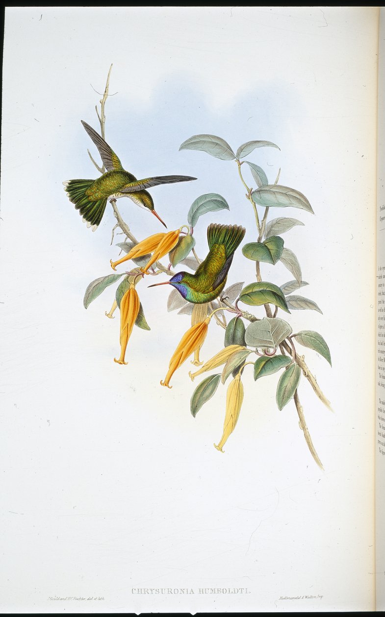 Humboldts kolibri (Chrysuronia Humboldti) (handfärgad litho) av John (after) Gould