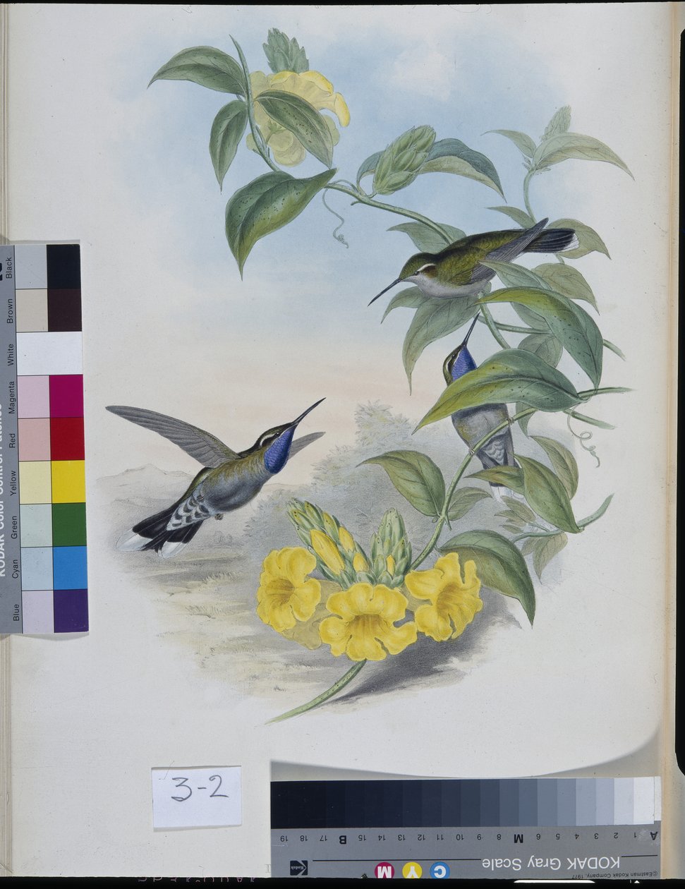 Kolibrier (Delattria Clemenciae) (handfärgad litho) av John (after) Gould