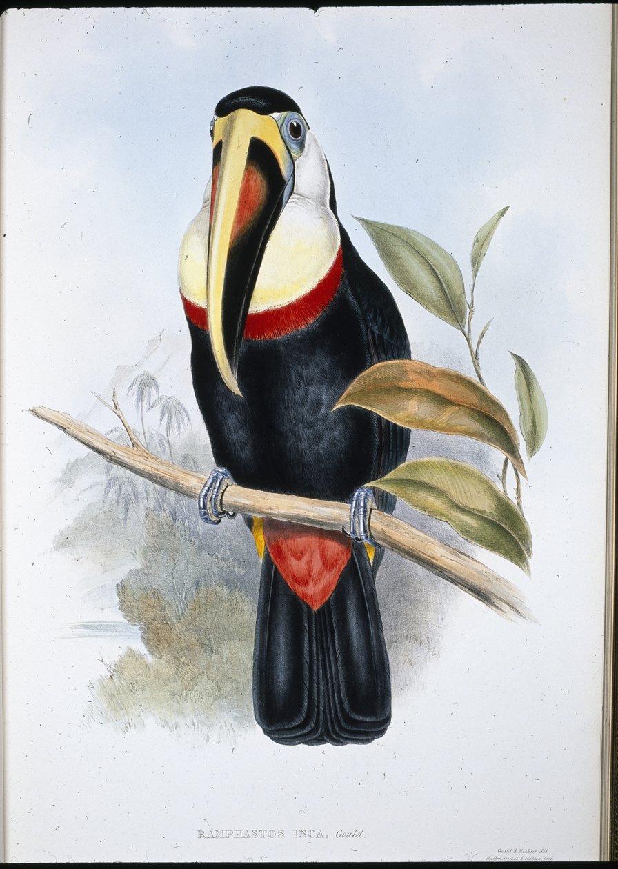 Inca Tucan (Ramphastos inica) (handfärgad litho) av John (after) Gould