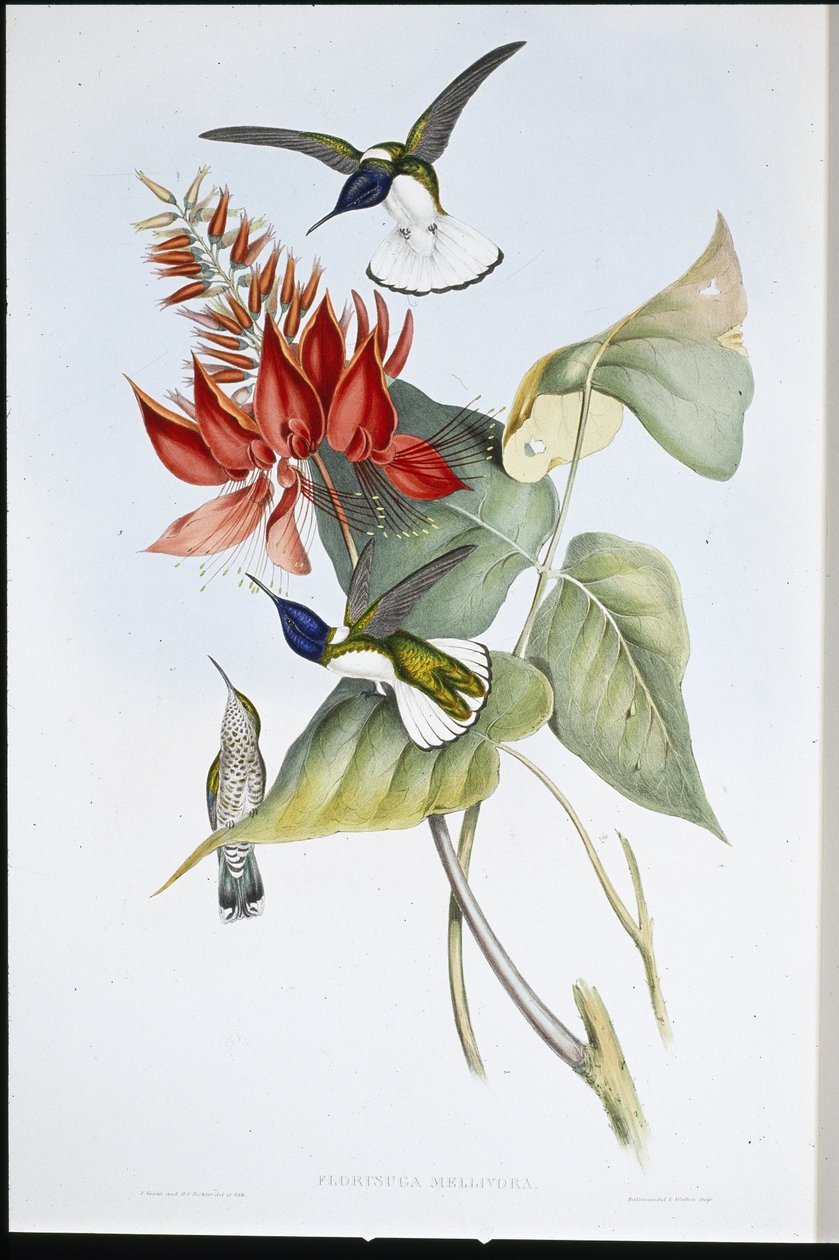 Jacobin (Florisuga Mellivora) (handfärgad litho) av John (after) Gould