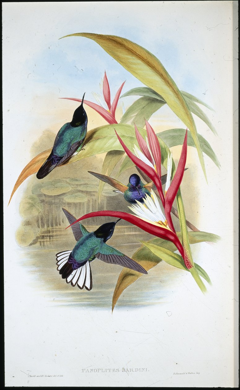 Jardins Panoplites (Panoplites Jardini) (handfärgad litho) av John (after) Gould