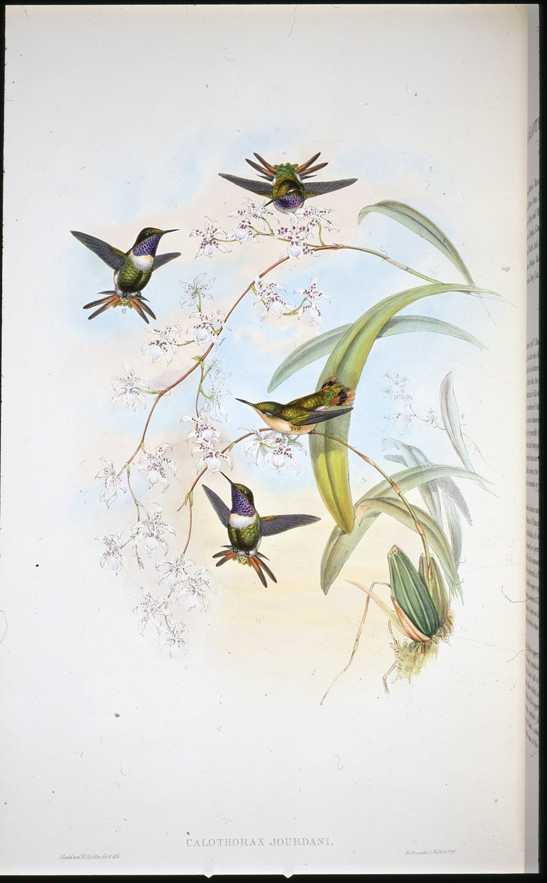 Jourdans trästjärna (Calothorax Jourdani) (handfärgad litho) av John (after) Gould