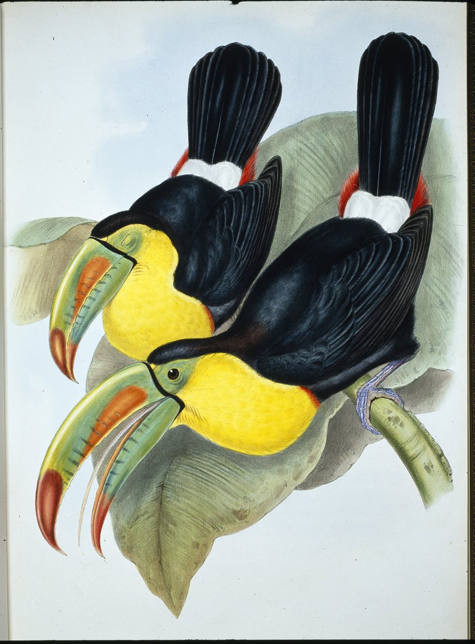 Kölnäbbad tukan (Ramphastos Carinatus) (handfärgad litho) av John (after) Gould