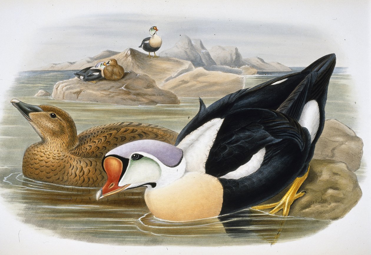 King Duck (Somateria Spectabilis) (handfärgad litho) av John (after) Gould