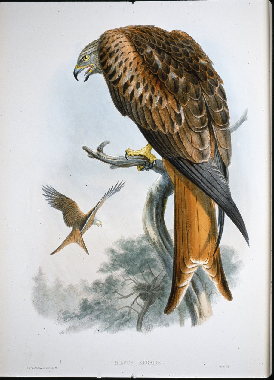 Drake av glädje (Milvus Regalis) (färgad gravyr) av John (after) Gould