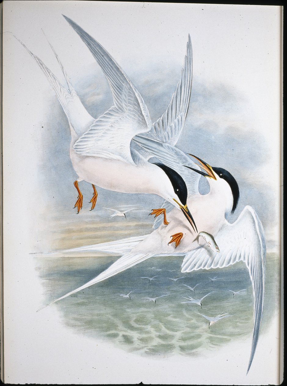 Drake av glädje (Milvus Regalis) (handfärgad litho) av John (after) Gould