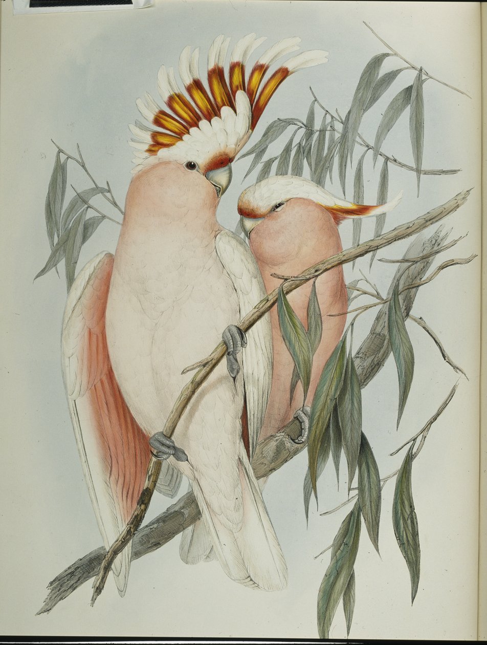 Leadbeaters kakadua (Cacatua Leadbeateri) (handfärgad litho) av John (after) Gould