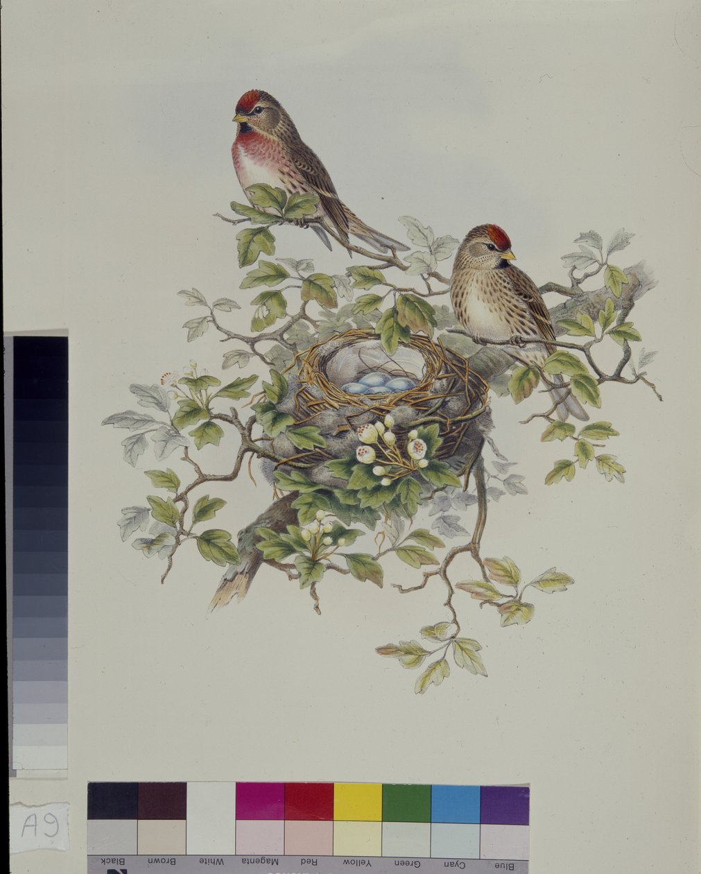 Mindre rödsim (Aegisthus Rufescens) (handfärgad litho) av John (after) Gould