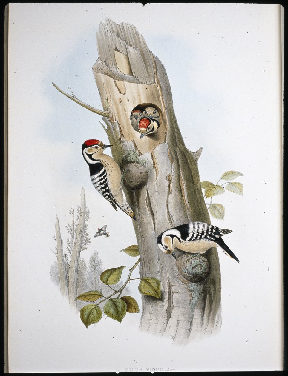 Mindre hackspett (Picus Minor) (handfärgad litho) av John (after) Gould