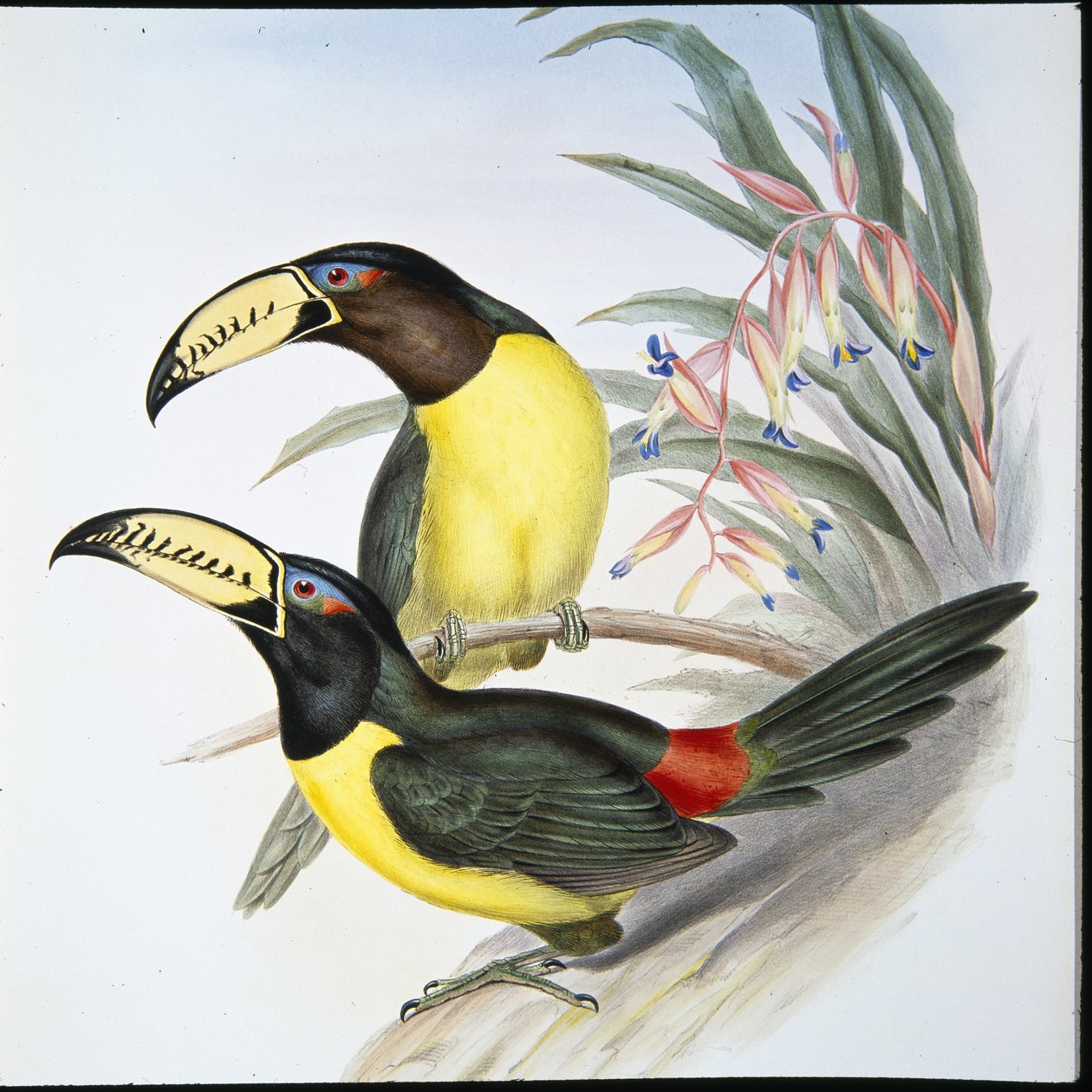 Bokstavsskyltad Aracari-tukan (Pteroglossus Inscriptus) (handkolorerad litografi) av John (after) Gould