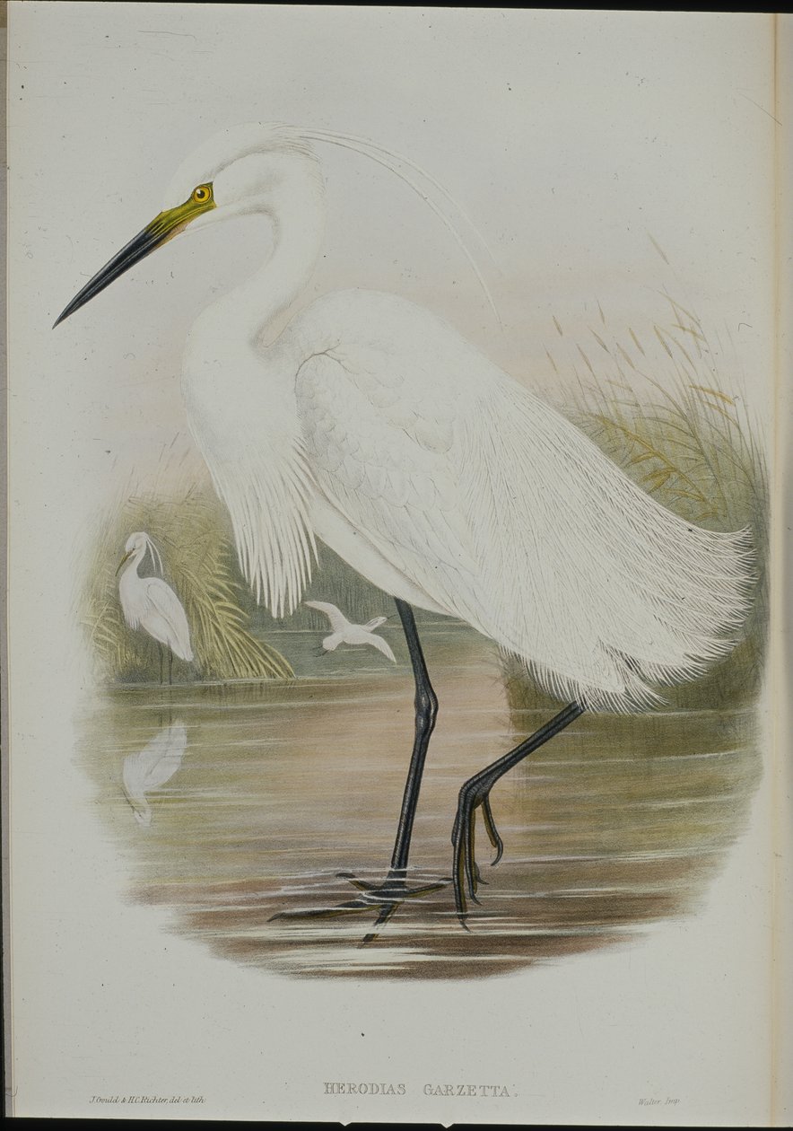 Little Egret (Egretta Garzetta) (handfärgad litho) av John (after) Gould