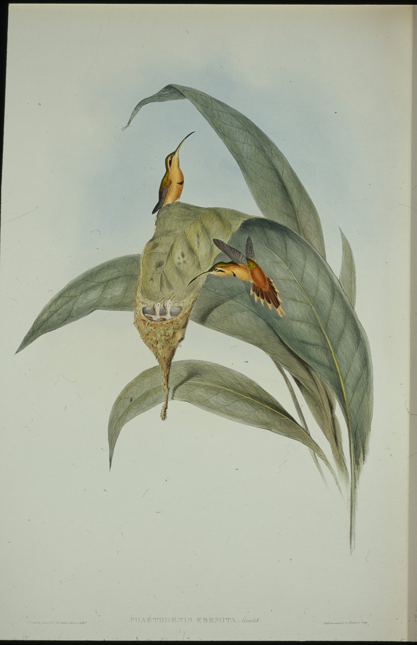 Lilla eremiten (Phaethornis eremita) (handfärgad litho) av John (after) Gould