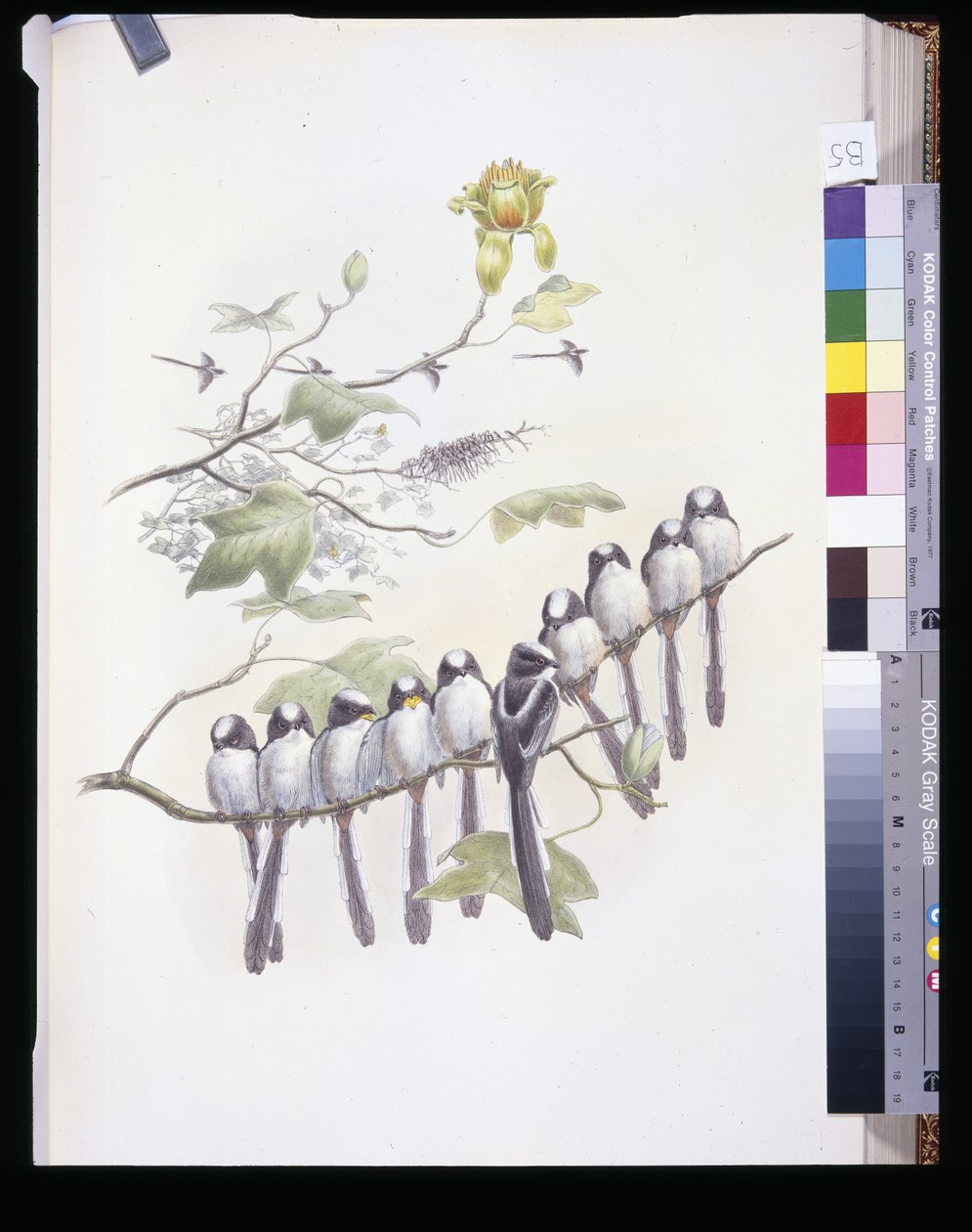 Långsvansmes (Mecistura Caudata) (handfärgad litho) av John (after) Gould