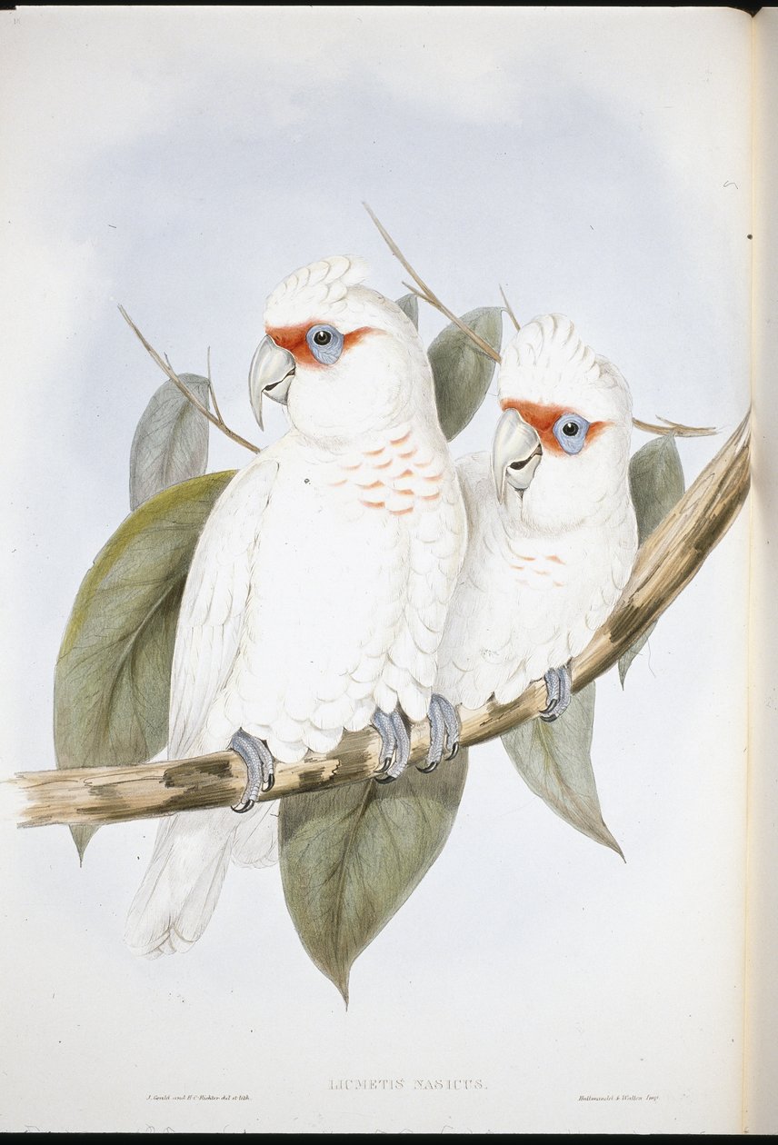 Långnäbbad kakadua (Licmetis Nasicus) (handfärgad litho) av John (after) Gould