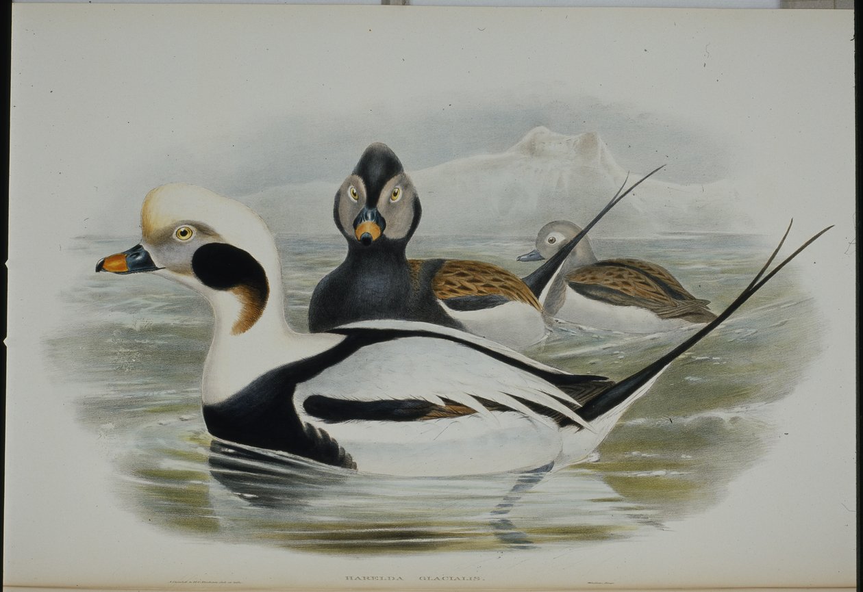 Långsvansand (Harelda Glacialis) (handfärgad litho) av John (after) Gould