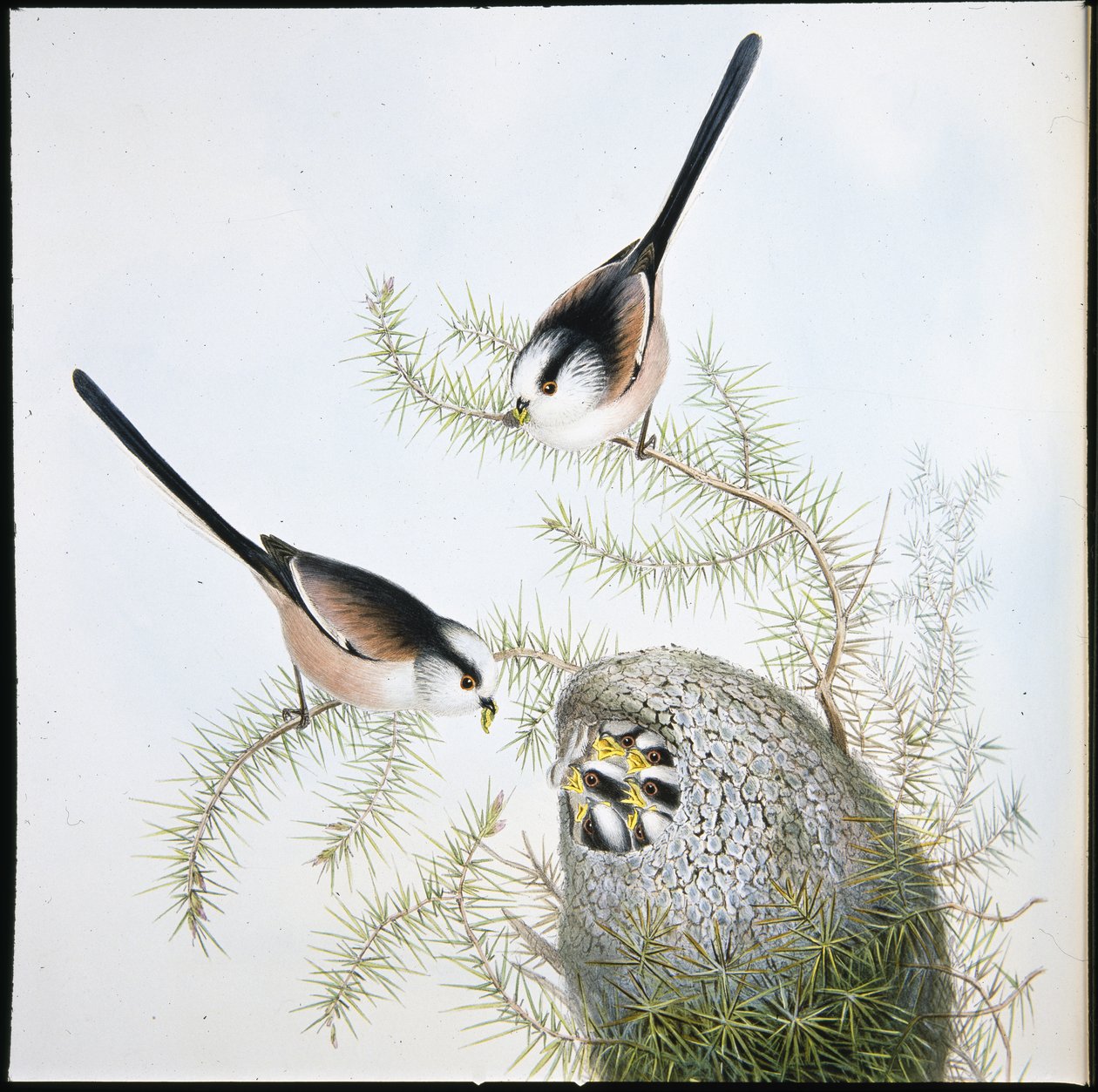 Långsvansmes (Mecistura Caudata) (handfärgad litho) av John (after) Gould