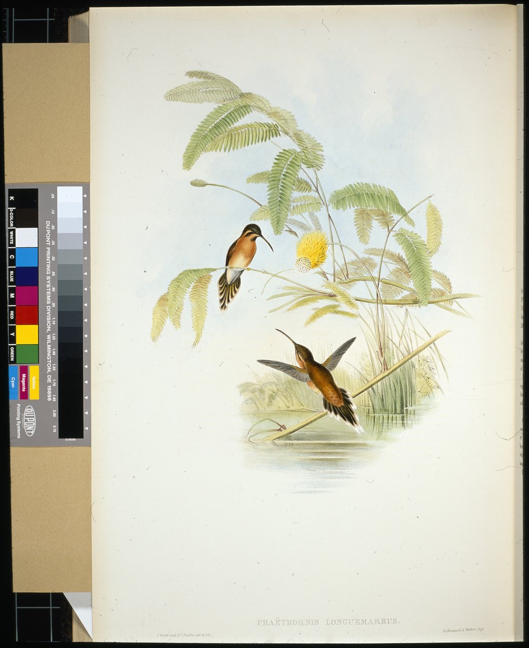 Longeumares eremit (Phaethornis Longuemareus) (handfärgad litho) av John (after) Gould