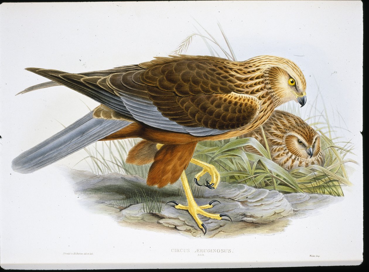 Mårdhund (Circus Aeruginosus) (färgat gravyr) av John (after) Gould