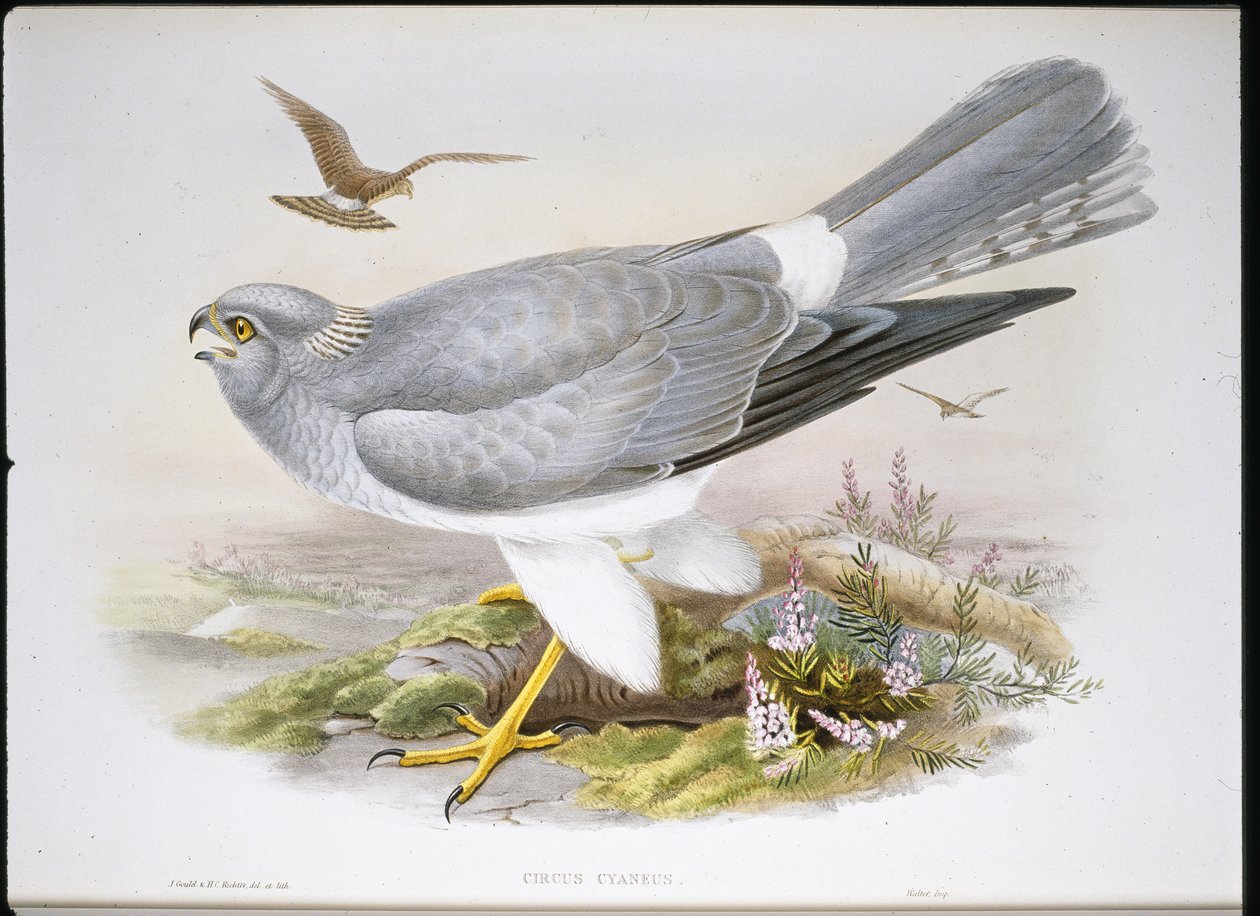 Marsh Harrier (Circus Aeruginosus) (handfärgad litho) av John (after) Gould