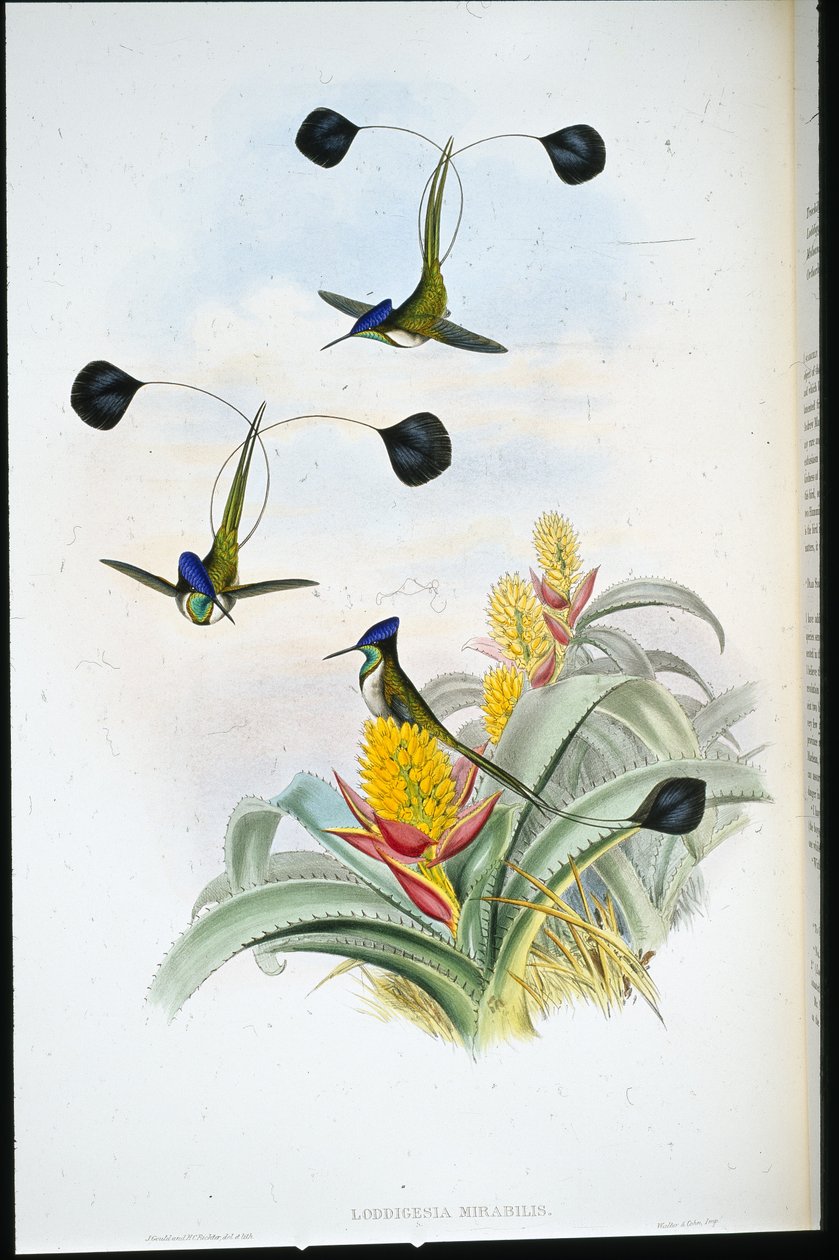 Underbar kolibri (Loddigesia Mirabilis) (handfärgad litho) av John (after) Gould