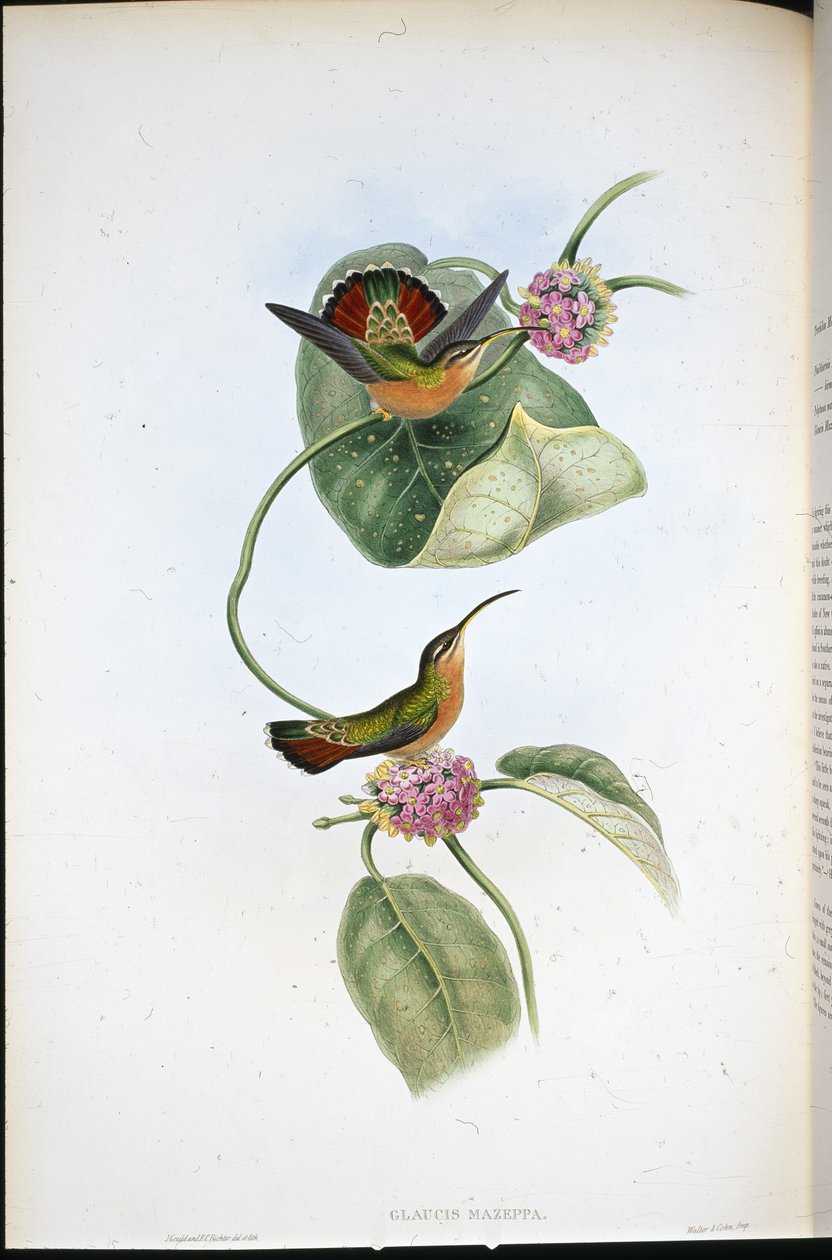 Mazeppa Eremit (Glaucis Mazeppa) (handfärgad litho) av John (after) Gould