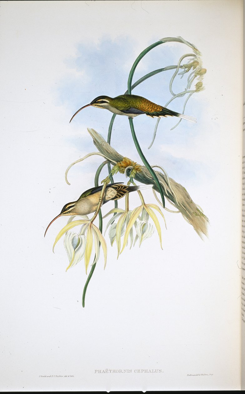 Mexikansk eremit (Phaethornis Cephalus) (handfärgad litho) av John (after) Gould