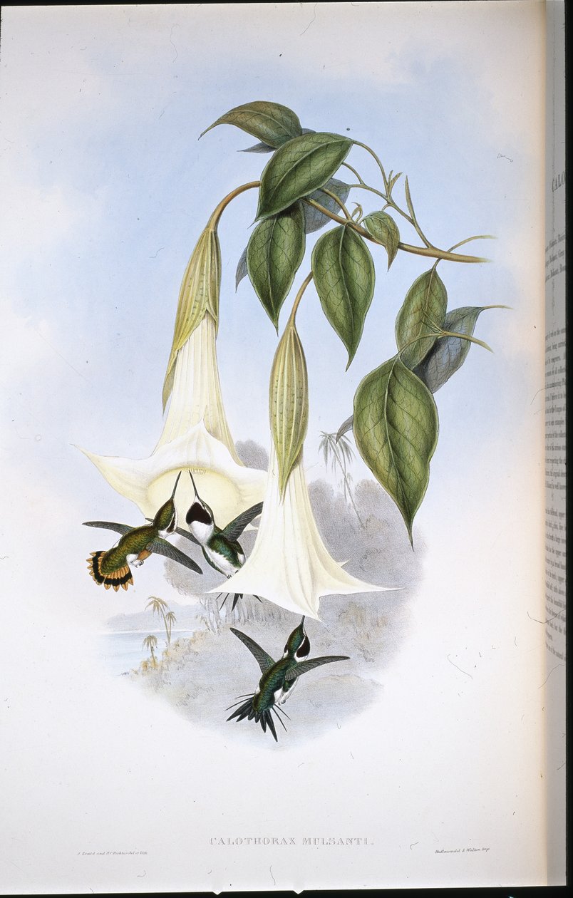 Mulsants skogsstjärna (Calothorax Mulsanti) (handkolorerad litho) av John (after) Gould