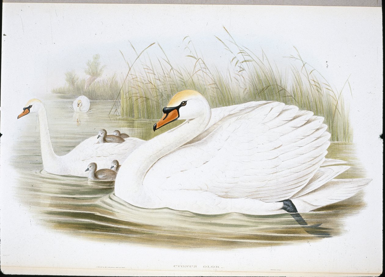 Mute Swan (Cygnus Olor) (handfärgade medlemmar) av John (after) Gould