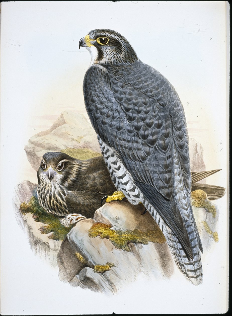 Norsk eller Gyrfalcon Falcon (Falco Gyrfalco) (handfärgad litho) av John (after) Gould