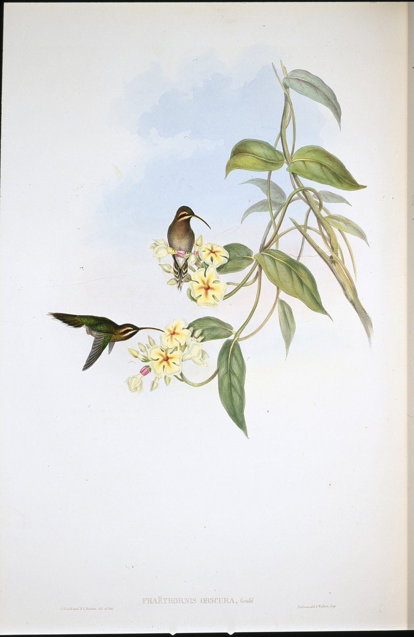 Obscure Eremit (Phaethornis Obscura) (handfärgad litho) av John (after) Gould