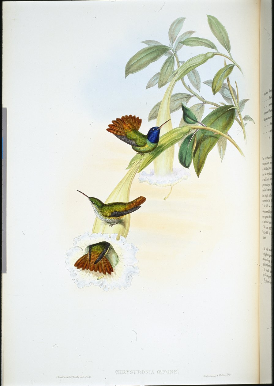 Oenone kolibri (Chrysuronia oenone) (handfärgad litho) av John (after) Gould
