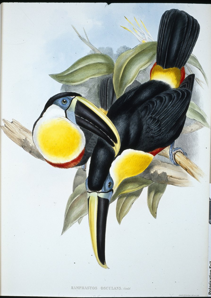 Kiss Toucan (Ramphastos Kissing) (handfärgad litho) av John (after) Gould