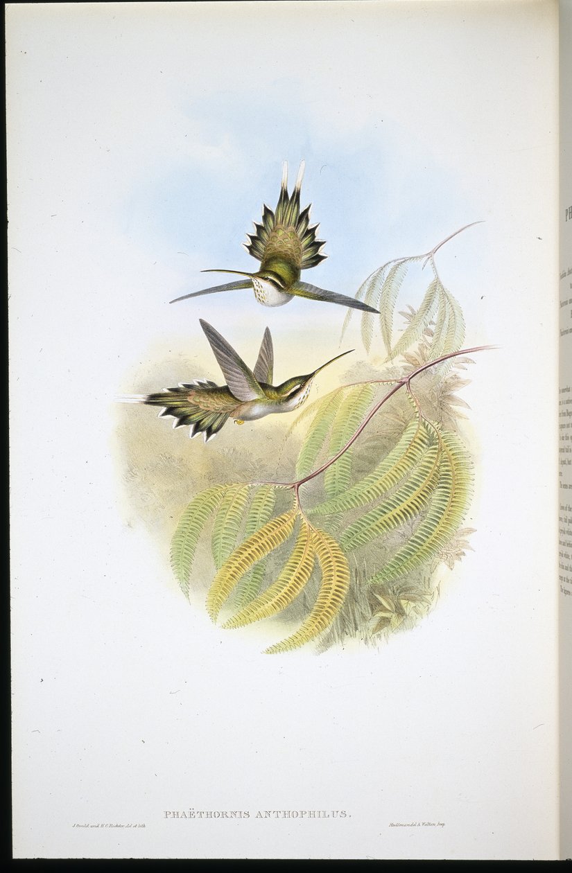 Bröllopseremit (Phalethornis anthophilis) (Hand-bured Litho) av John (after) Gould
